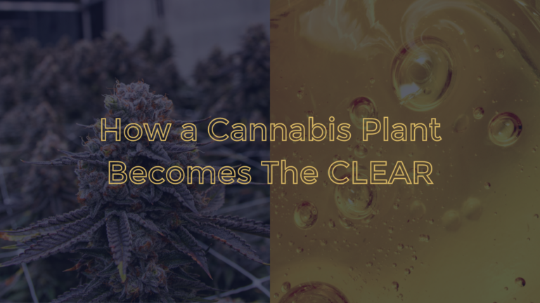 How a cannabis plant becomes the The CLEAR