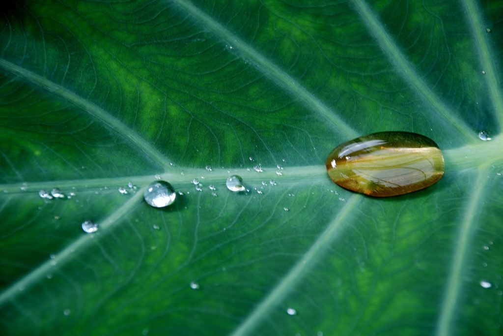 how exactly does a cannabis plant become the Clear?