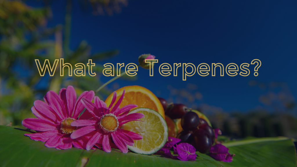 What are terpenes? Blog post on The Clear Brands