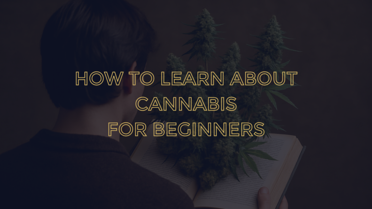 How to learn about cannabis for beginners